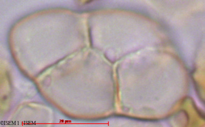 ISEM 1/Apocynum_cannabinum_27983/Apocynum_cannabinum_27983_0001(copy)_thumb.jpg